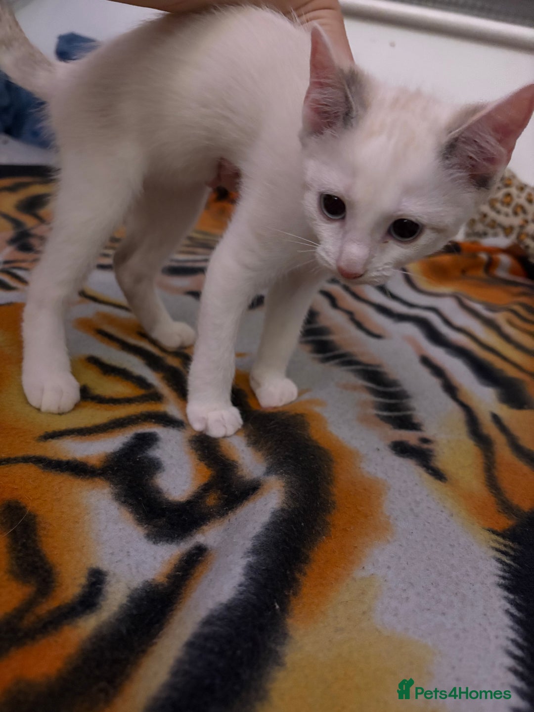 Ragdoll cats for sale: 3 Rag Cross Kittens - Image 7