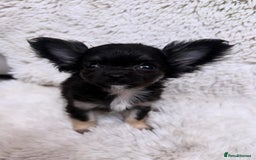 Chihuahua dogs for sale: One left! KC Reg Chihuahua Puppies-  Ready Now - Image 8