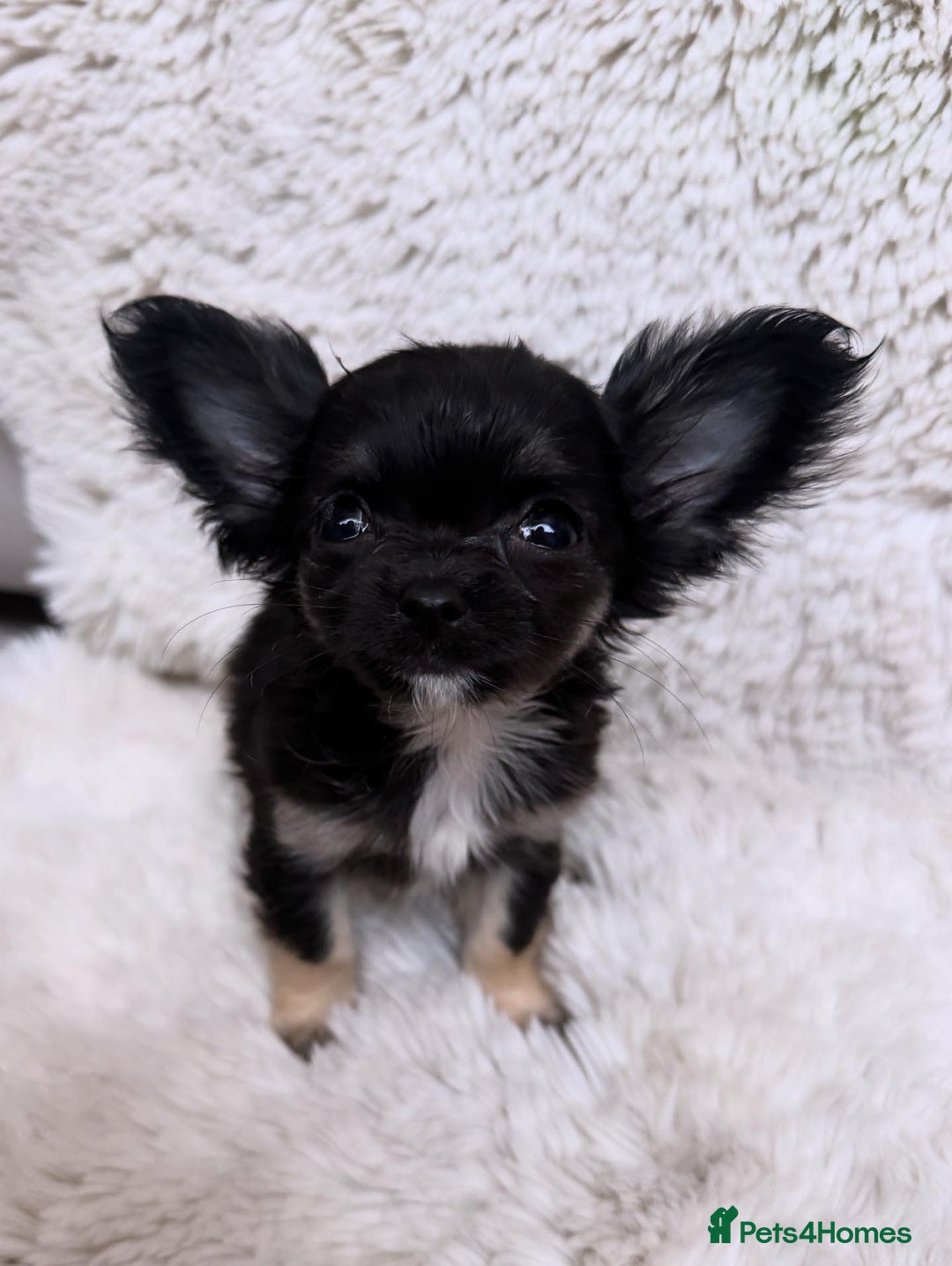 Chihuahua dogs for sale: One left! KC Reg Chihuahua Puppies-  Ready Now - Image 8