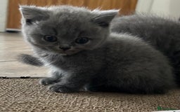 British Shorthair cats for sale: GCCF active mum and daughter blue BSH - Image 17