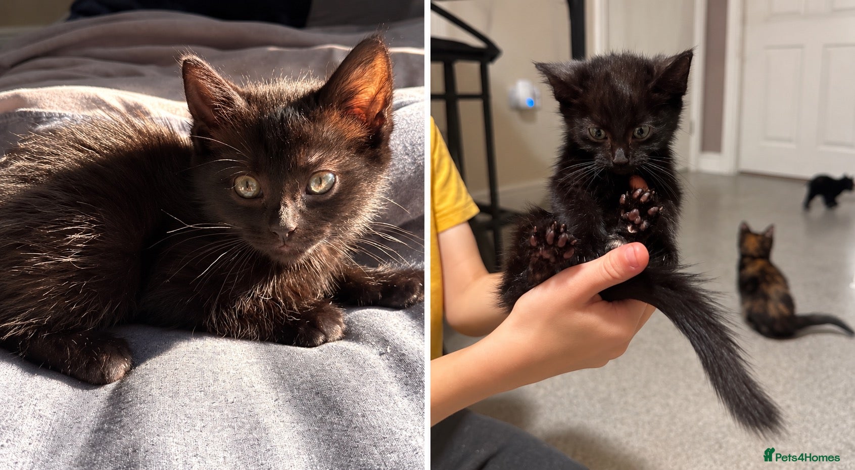 Mixed Breed cats 3 beautiful kittens for sale - Advert 10