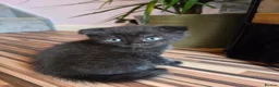 Scottish Fold cats for sale: Scottish Fold / Scottish Straight in Leicester - Advert 17