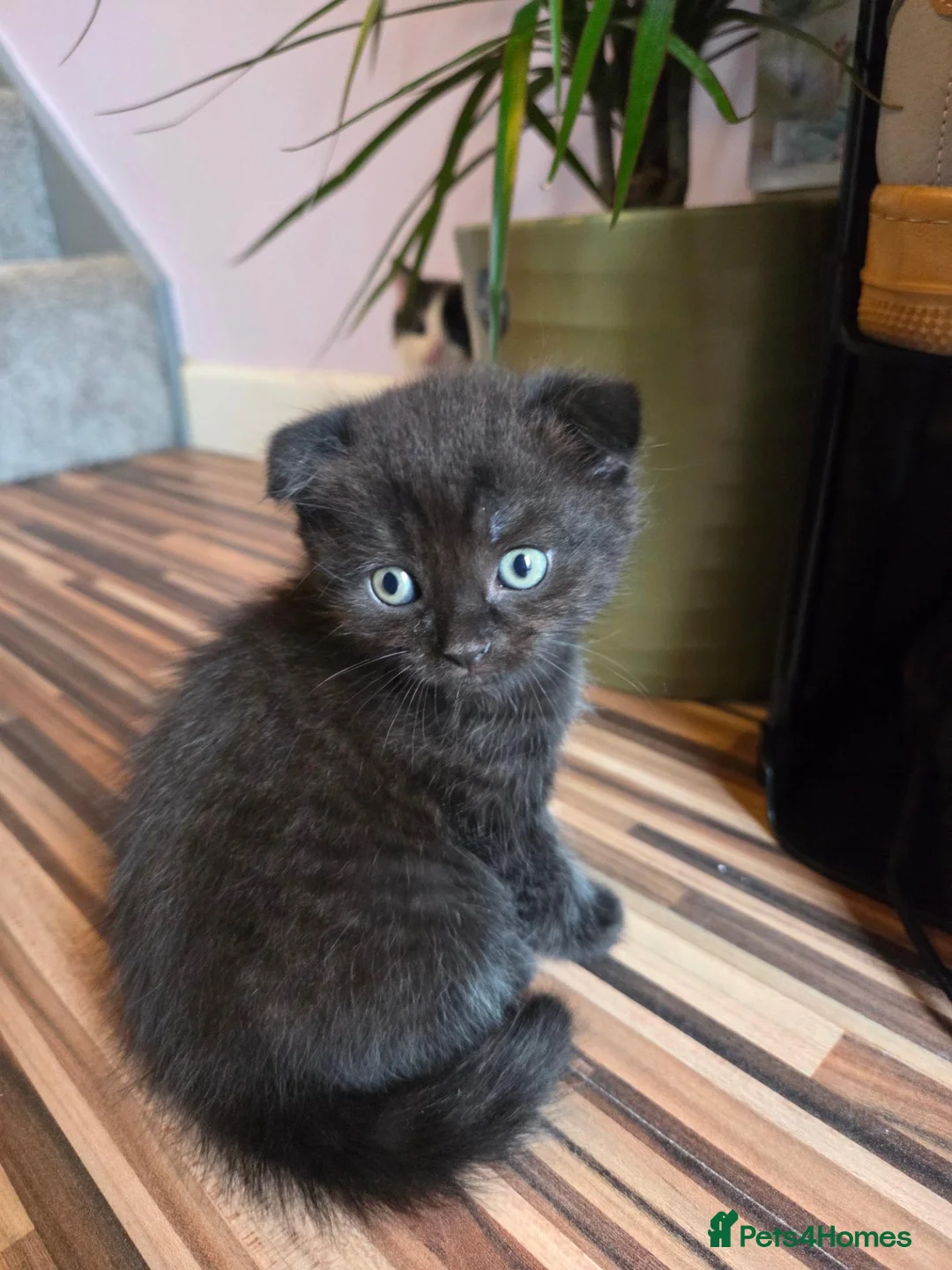 Scottish Fold cats for sale: Scottish Fold / Scottish Straight in Leicester - Advert 17