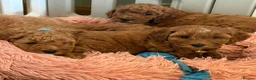 Cavapoochon dogs for sale: Stunning CAVAPOO-CHON Puppies  - Advert 8