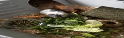 Guinea Pig rodents for sale: Lone male guinea pig in Preston - Advert 3