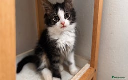 Mixed Breed cats for sale: 3 mixed female and 1 male  - Image 9