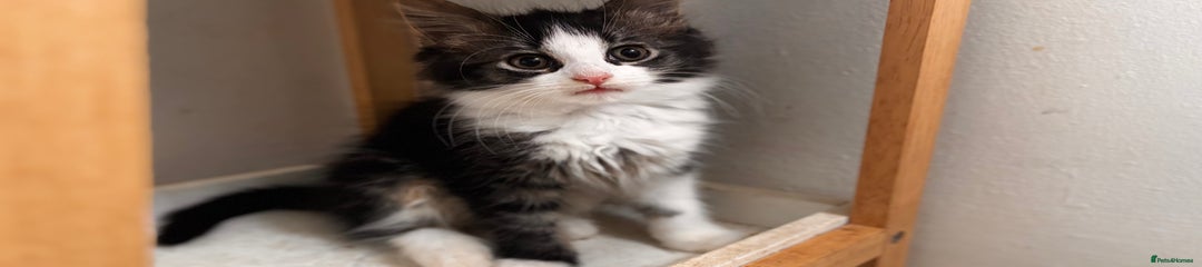 Mixed Breed Kitten 