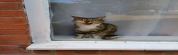 Mixed Breed cats for sale: 2 female adult cats looking for their new ho w in Enfield - Advert 4