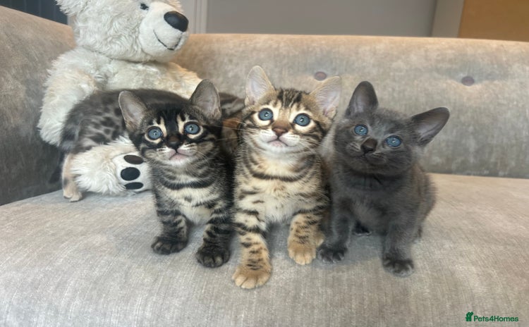 Bengal cats - Advert 13