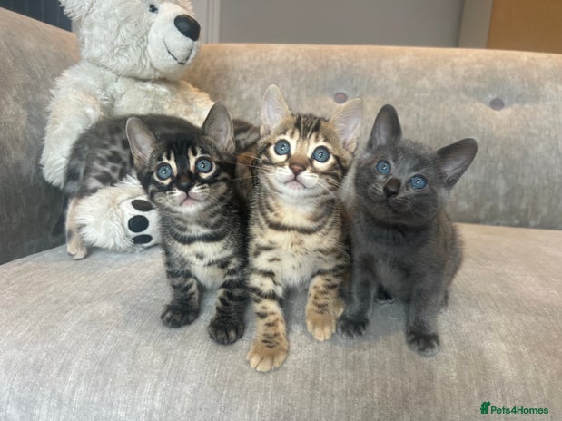 Bengal cats - Advert 1