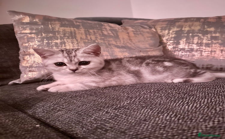 British Shorthair cats GCCF British short hair boy for loving home  - Advert 1