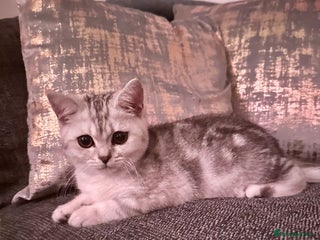 British Shorthair cats GCCF British short hair boy for loving home - Advert 10