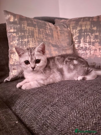 British Shorthair cats GCCF British short hair boy for loving home - Advert 3