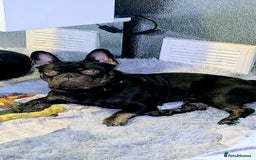 French Bulldog dogs for sale: Male Frenchie 13 months old  - Image 3