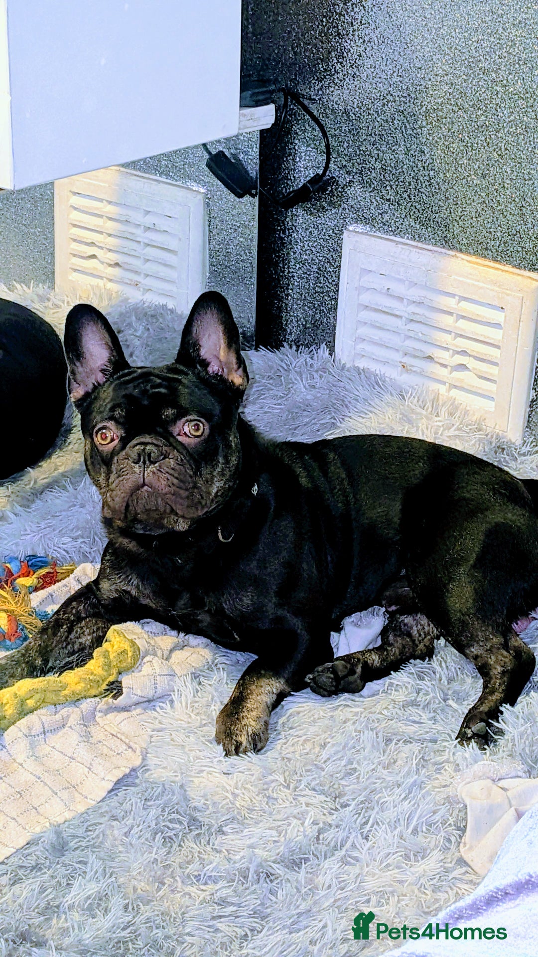 French Bulldog dogs for sale: Male Frenchie 13 months old  - Image 3