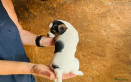 Jack Russell dogs for sale: Gorgeous Jack Russell puppies  - Image 8