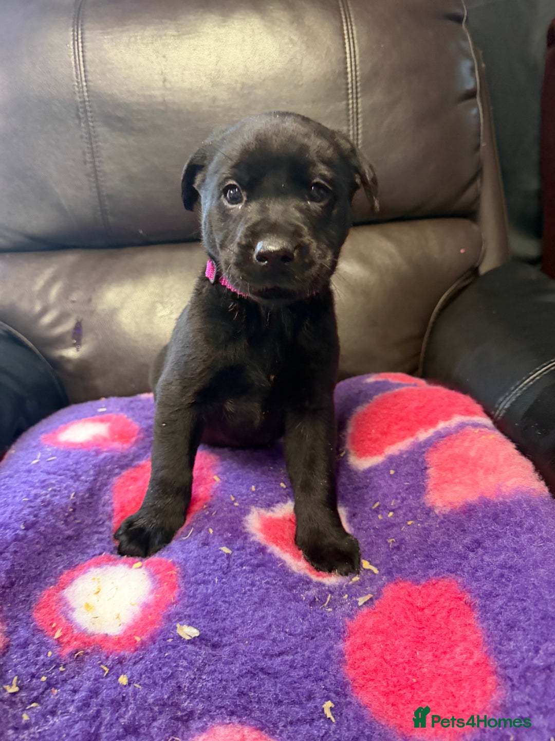 Labrador Retriever dogs for sale: Labradors 6 chunky black boys and 1 little girl - Advert 4