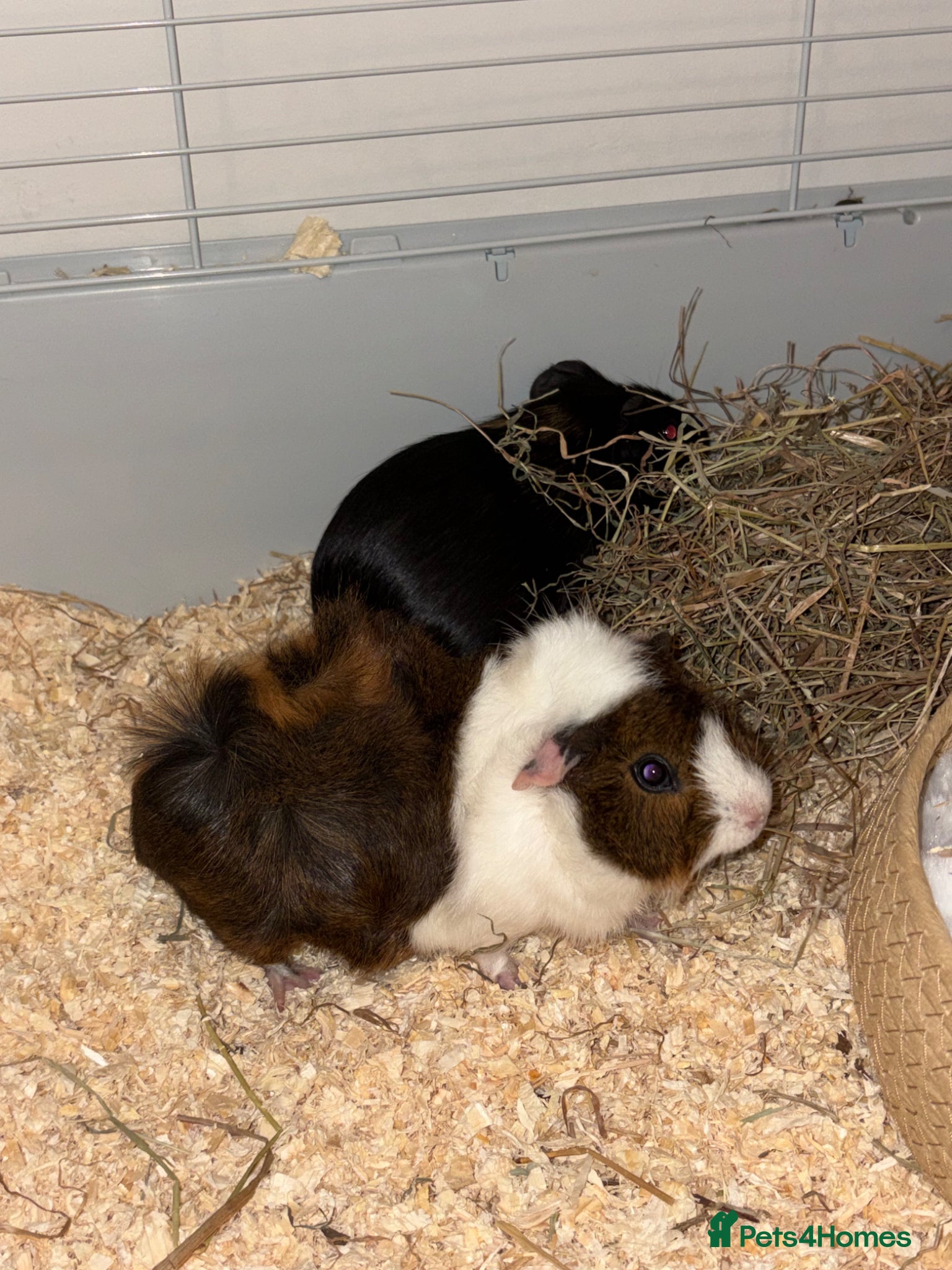 Guinea Pig rodents 2 Guinea pigs  - Advert 17