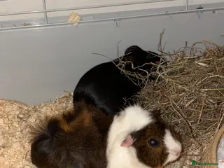 Guinea Pig rodents 2 Guinea pigs - Advert 17