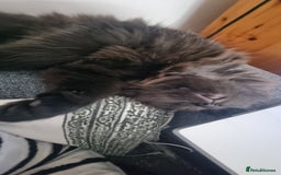 Turkish Angora cats for sale: Beautiful Fluffy Kittens Looking for Loving Homes - Image 15