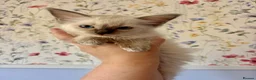 Ragdoll cats for sale: Last two GCCF registered ragdolls ready now  - Advert 4