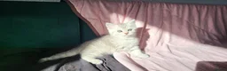 Scottish Fold cats for sale: Adorable Scottish fold kittens - Advert 8