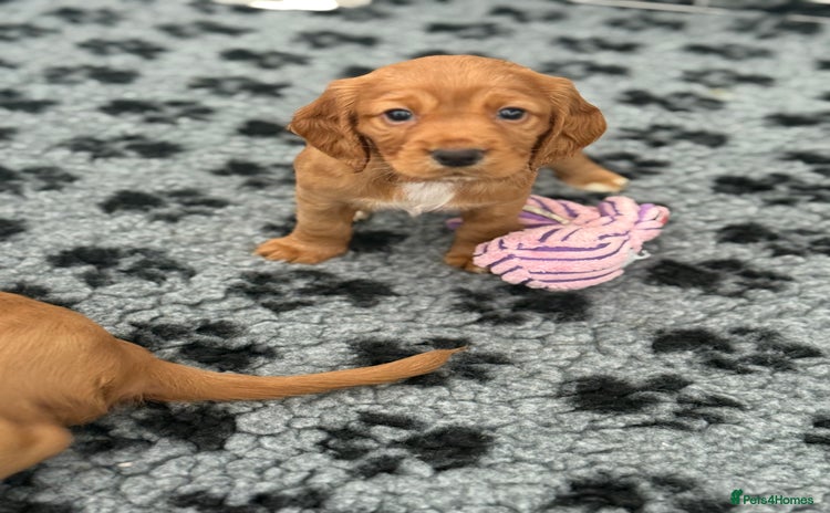 Cocker Spaniel dogs - Advert 14