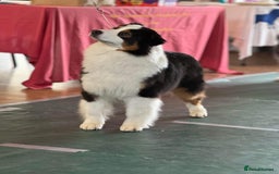 Australian Shepherd dogs for sale: Superbly Bred, Top Quality Pups - Image 10