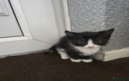 Mixed Breed cats for sale: 6 kittens - Image 6