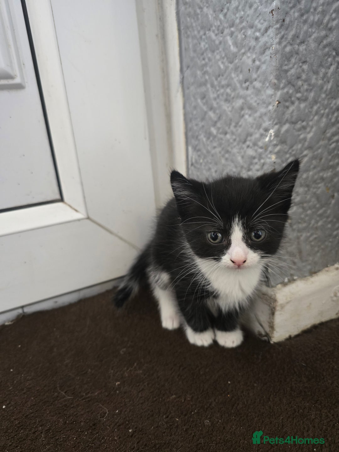 Mixed Breed cats for sale: 6 kittens - Image 6