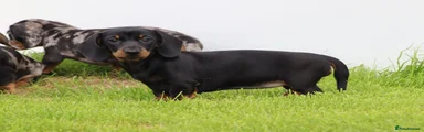 Miniature Dachshund 2