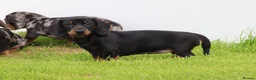Dachshund dogs for sale: Miniature Dachshund puppies for sale - Advert 5