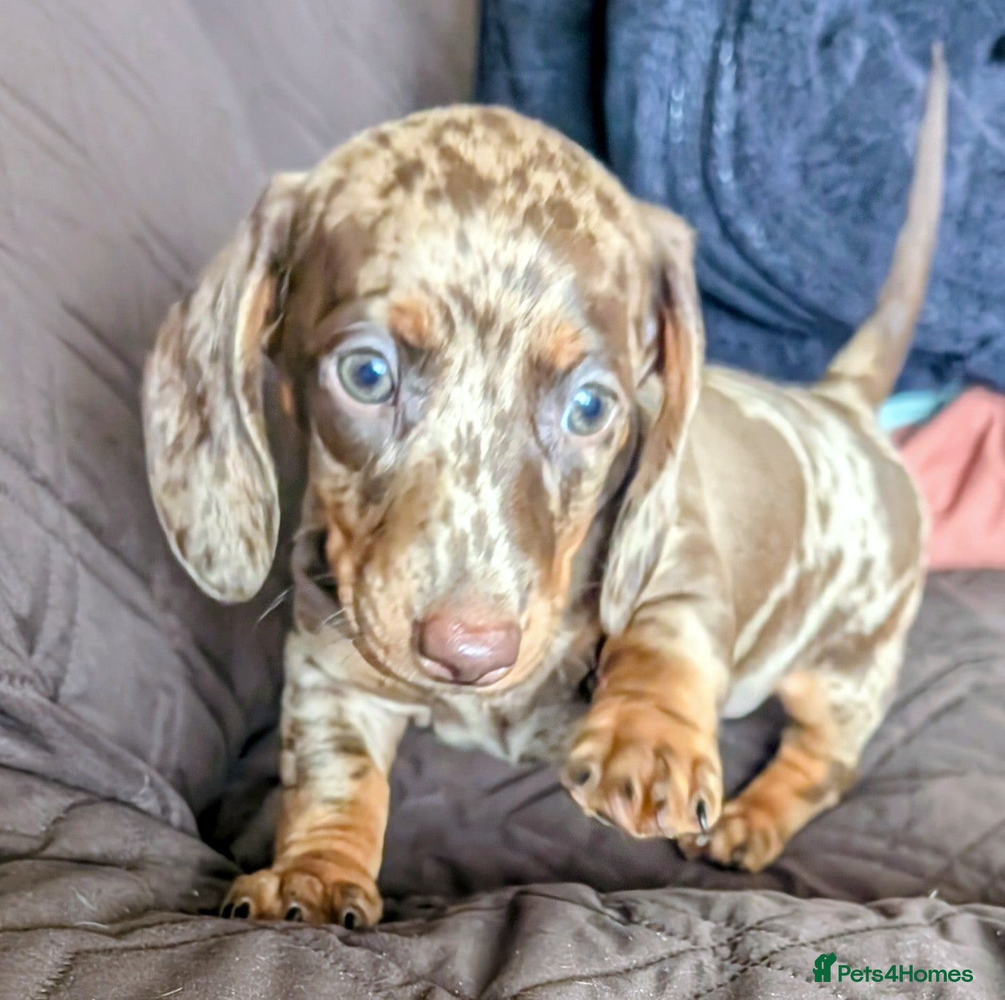 Miniature Dachshund dogs for sale: Adorable Miniature Dachshund Puppies Ready Now in Knottingley - Advert 9