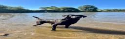 Labrador Retriever dogs for sale: Labrador pups - Advert 4