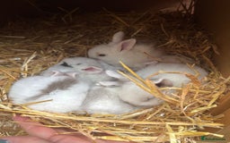 Mini Lop rabbits for sale: Mini pop baby rabbits - Advert 7