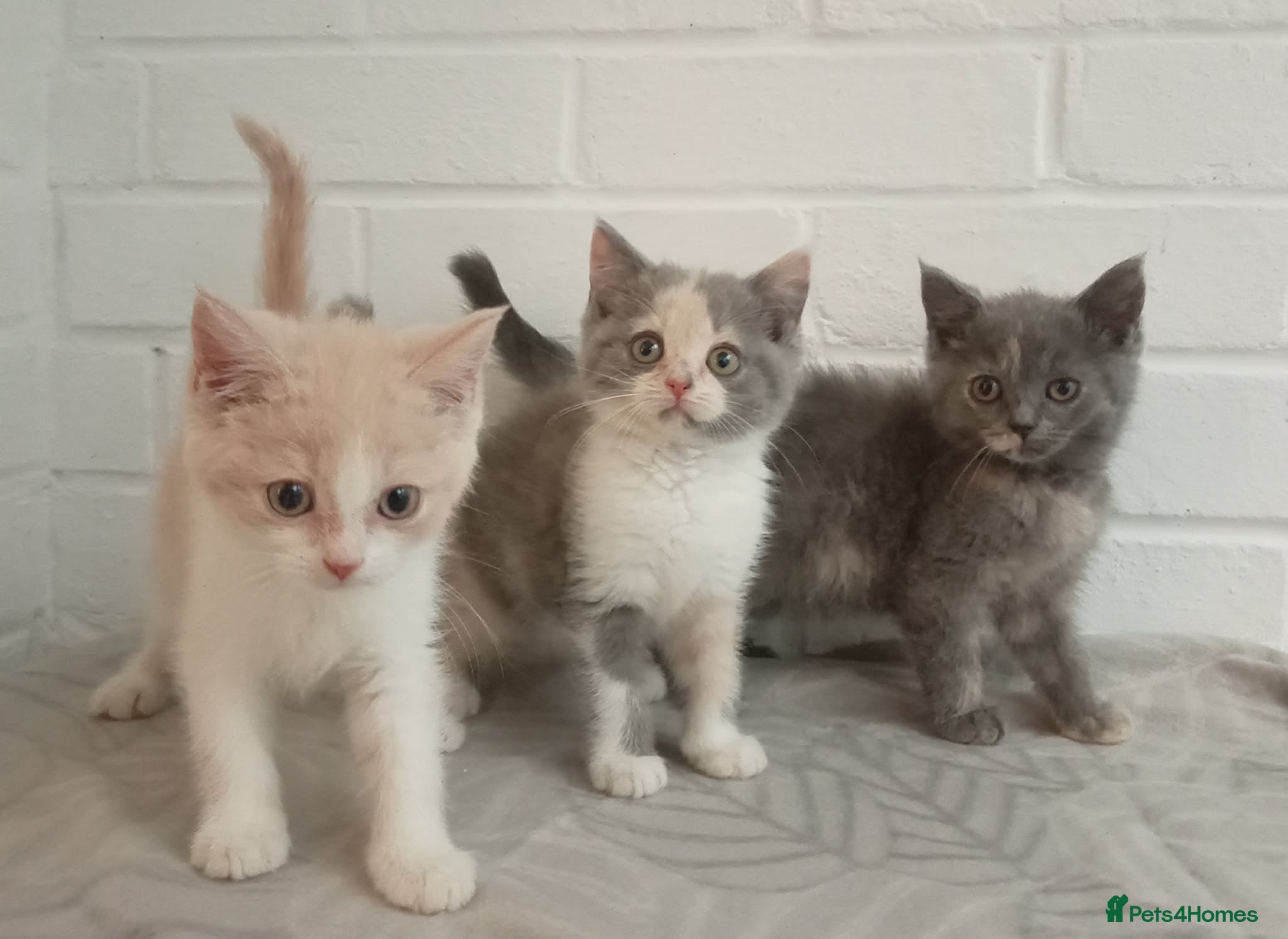 British Shorthair cats Stunning short haired kittens  - Advert 1