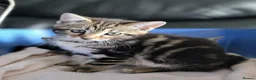 Maine Coon cats for sale: Litter of 5 Maine Coon X kittens - Advert 19
