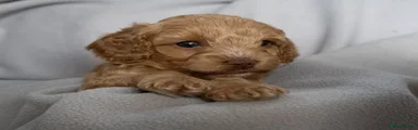 Cockapoo Puppy 3