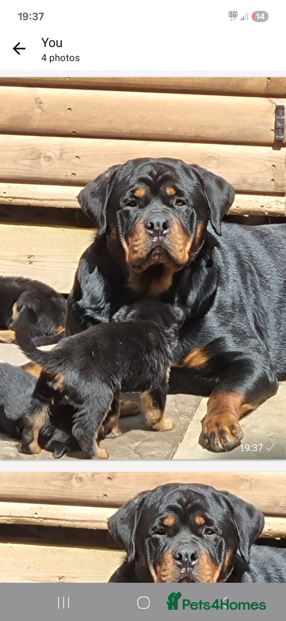 Rottweiler dogs Rottweiler pupps for sale  - Advert 2