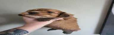 Pomapoo 3