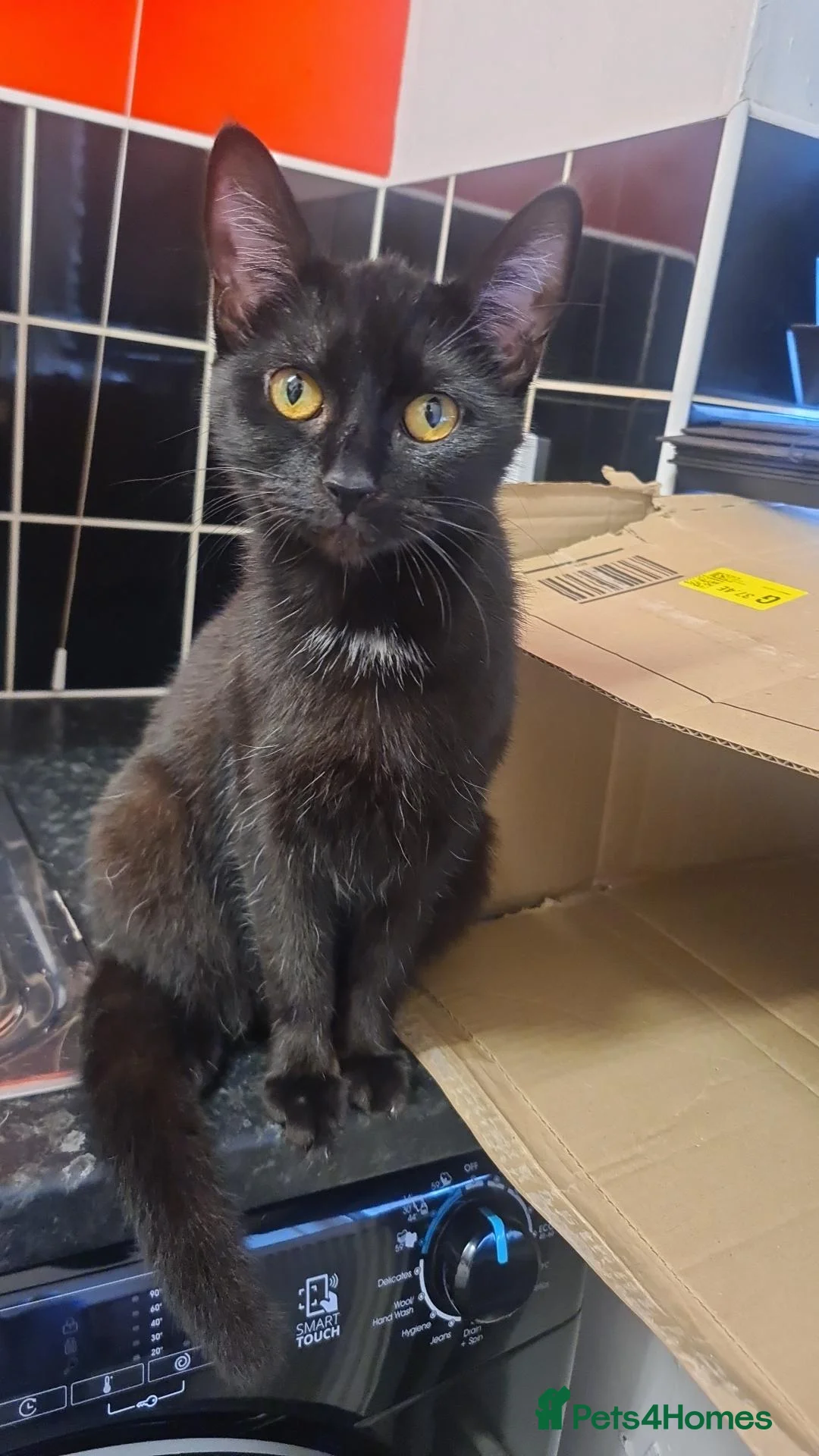 Mixed Breed cats for sale: Beautiful girl 1yr - Advert 1