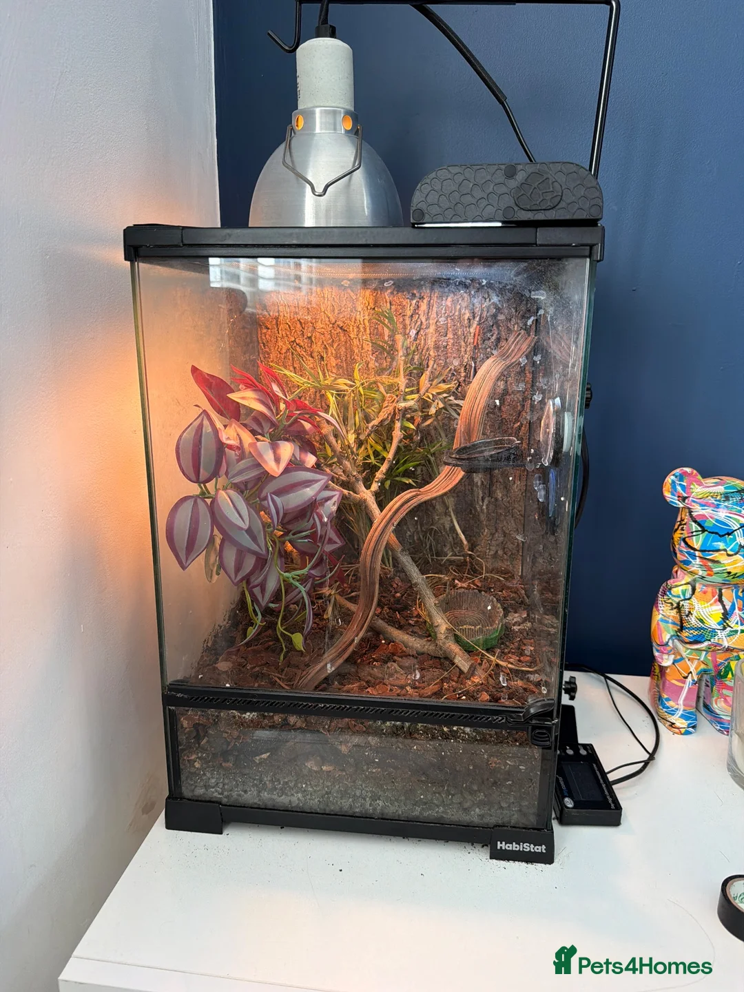 Gecko reptiles for sale: Juvenile Madagascan day gecko with terrarium - Advert 2