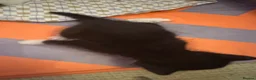 Mixed Breed cats for sale: My cat gave birth to cute 4 kittens  - Advert 4