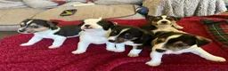 Mixed Breed dogs for sale: Jack Chi puppies, 5 boys, ready end of Feb - Advert 1