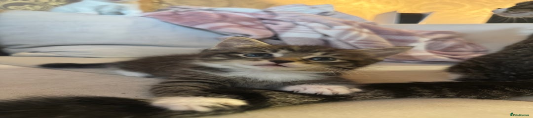 Domestic Shorthair Kitten 1