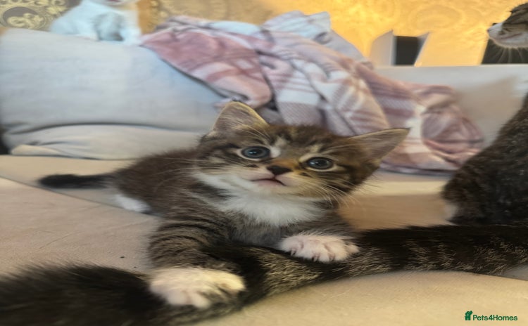 Domestic Shorthair cats - Advert 15