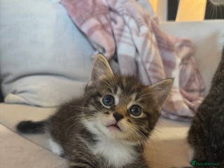 Domestic Shorthair cats - Advert 21