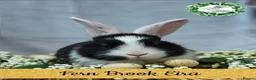 Continental Giant rabbits for sale: Purebred Continental Giants  - Advert 2