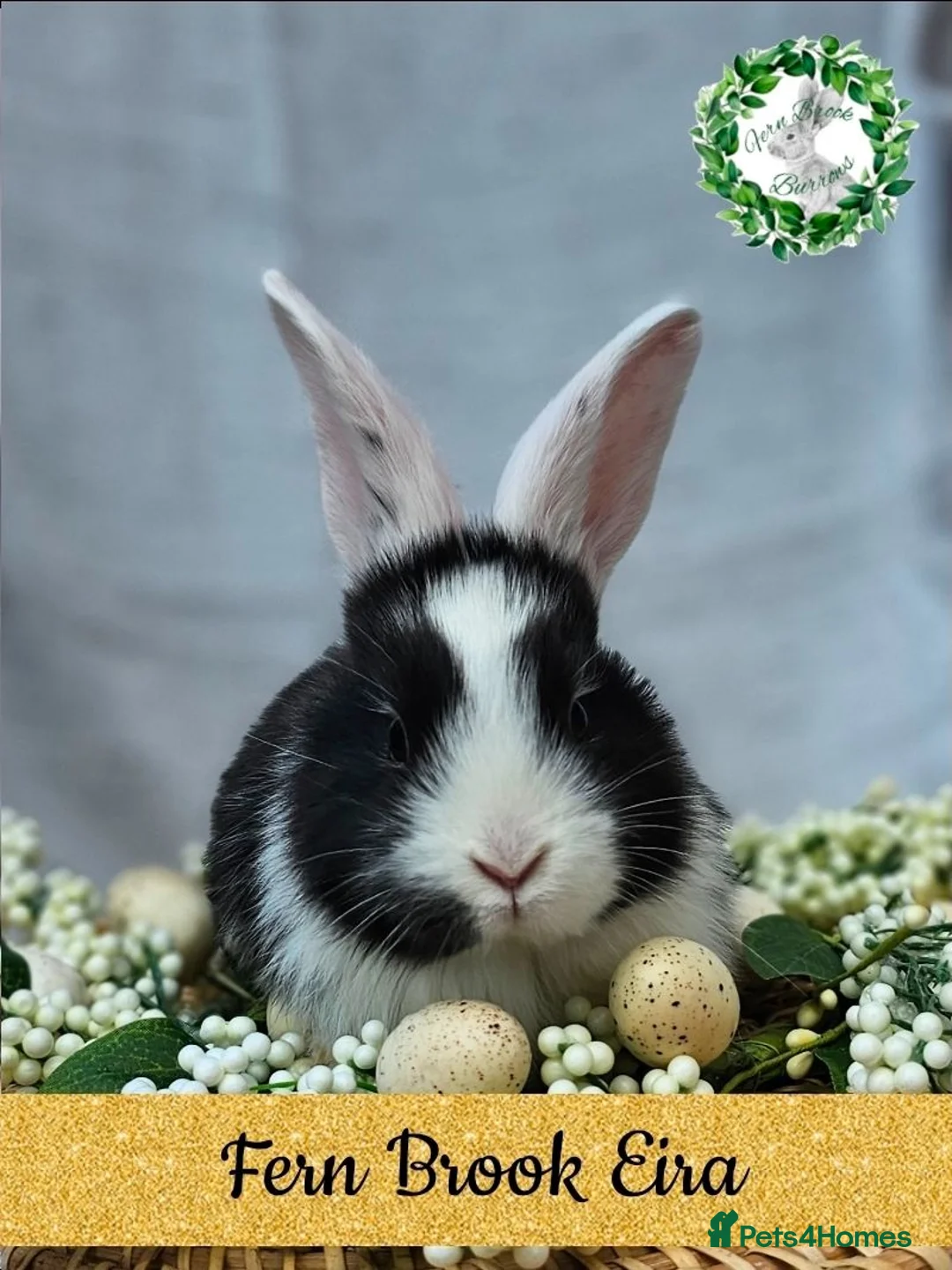 Continental Giant rabbits for sale: Purebred Continental Giants  - Advert 2