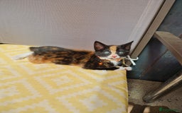 Mixed Breed cats for sale: Gorgeous calico kitten.. please read description  - Image 1
